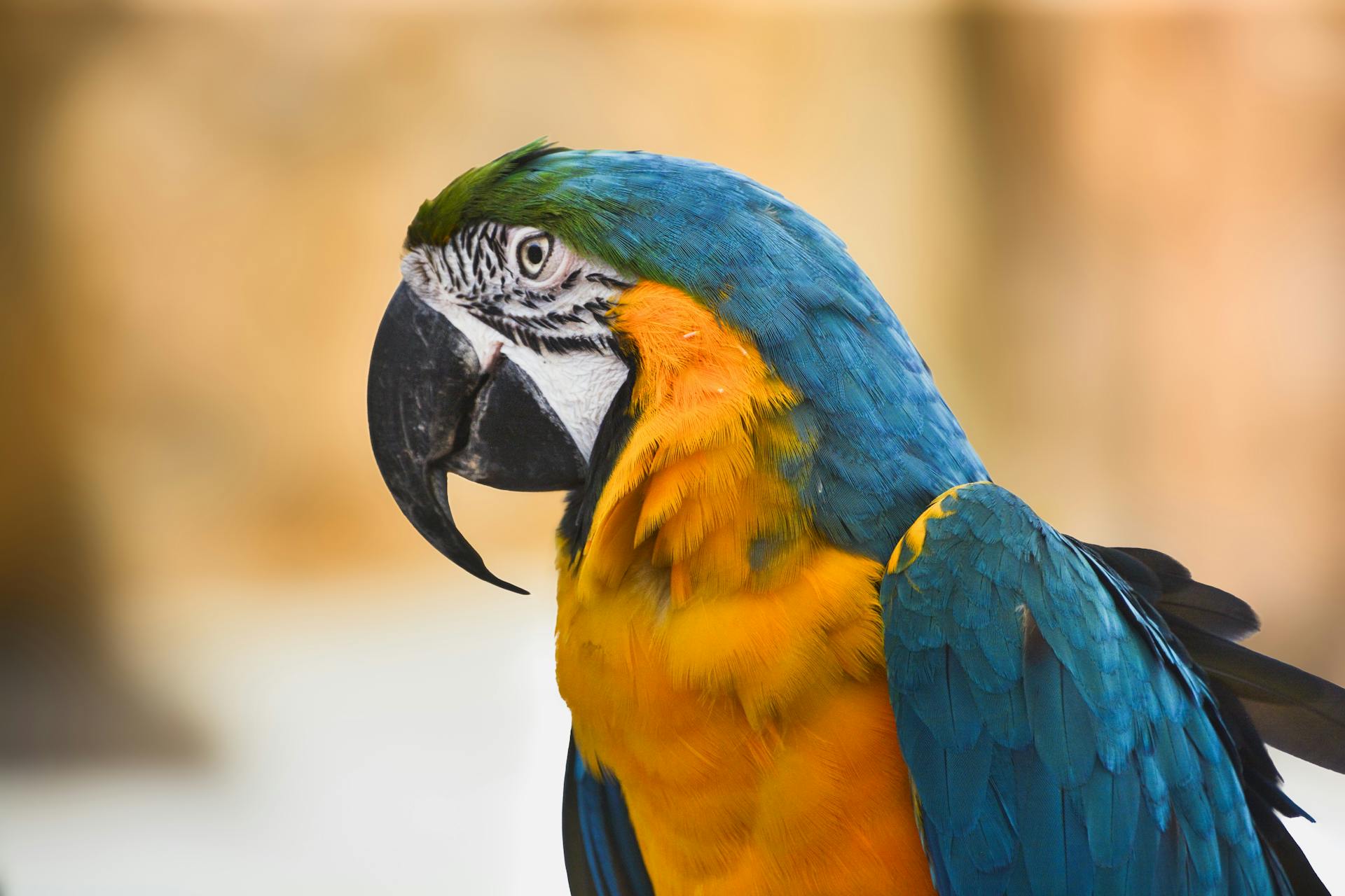 用户增长运营案例分析 - 社交媒体平台用户增长策略